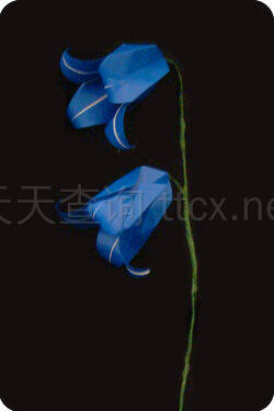 折纸蓝铃花-1